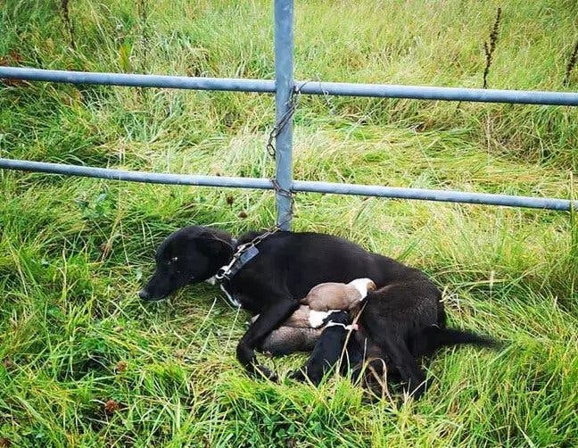 chienne et ses chiots