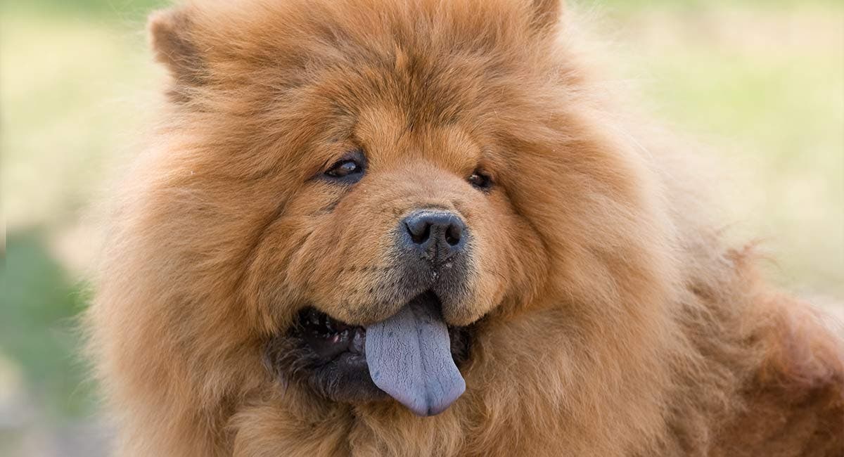 chowchow1