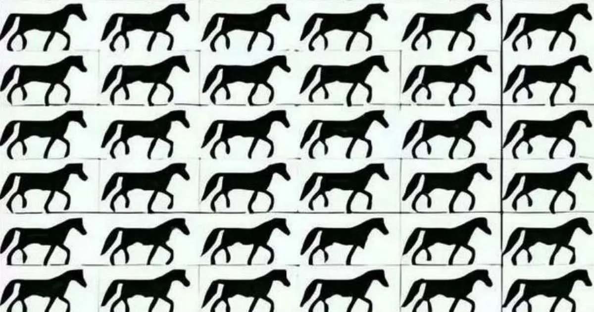 Combien de chevaux à 3 pattes voyez-vous ?