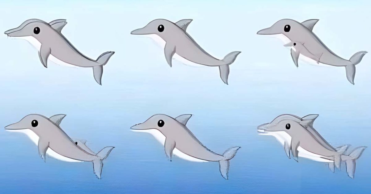 Combien de dauphins pouvez-vous repérer sur l'image ?