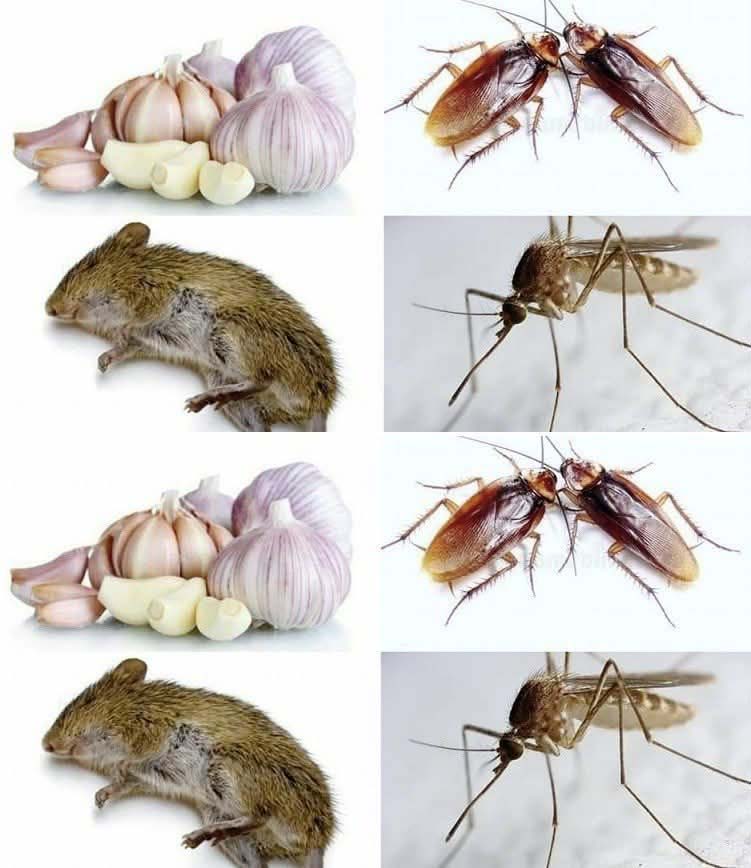 Comment éloigner les rats et insectes de la maison avec de l’ail ?