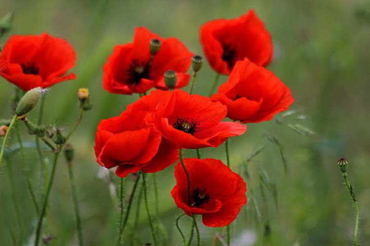 coquelicots