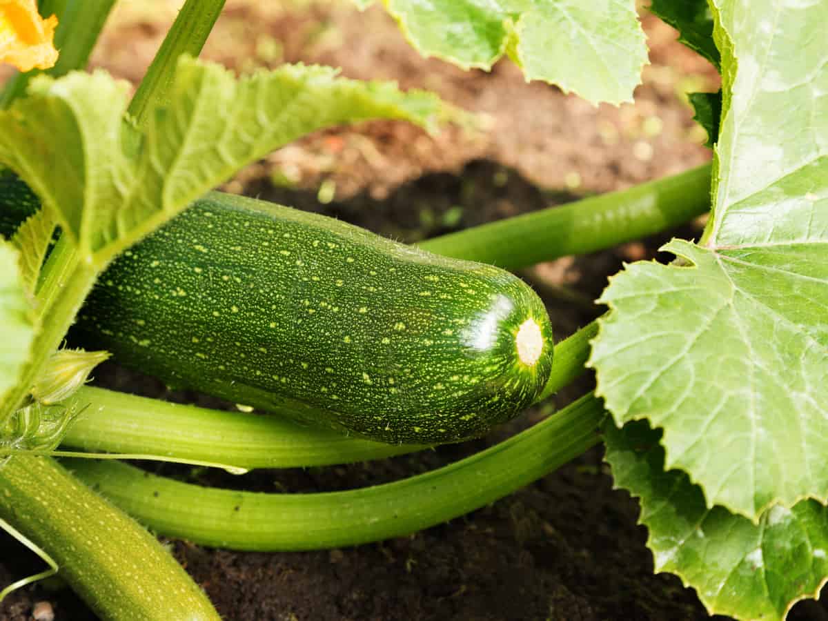 courgettes