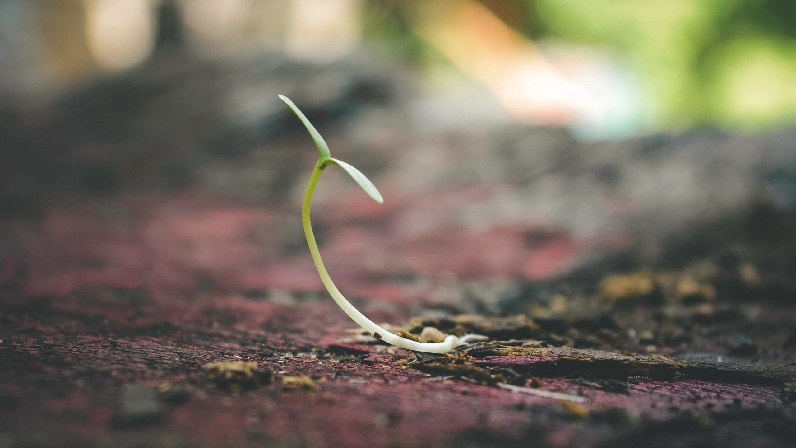 croissance des plantes