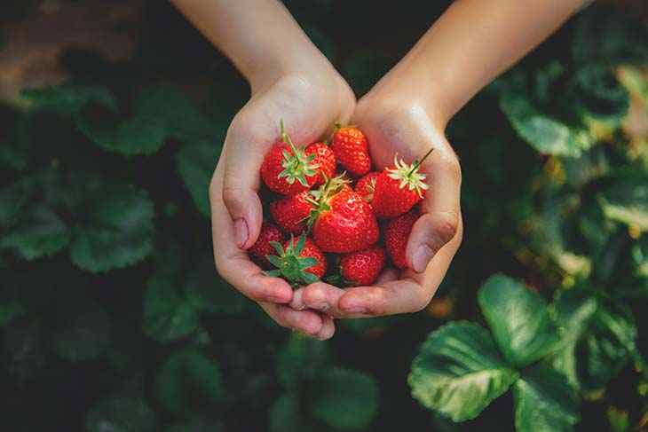 Cultiver ses fraises - source : spm