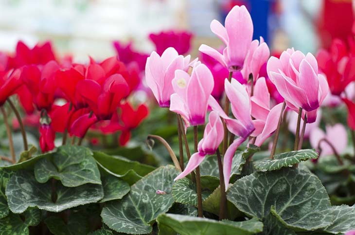 Les cyclamens offrent des fleurs colorées 