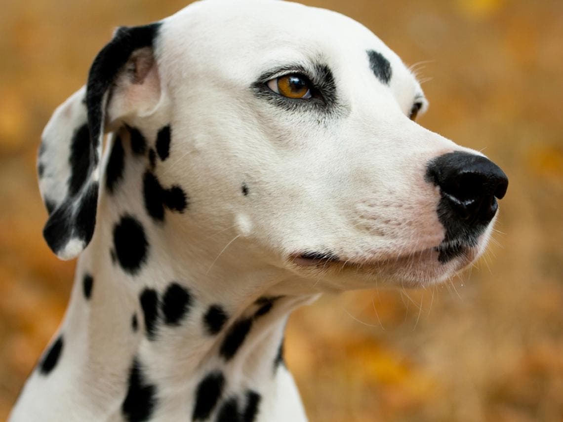 dalmatien