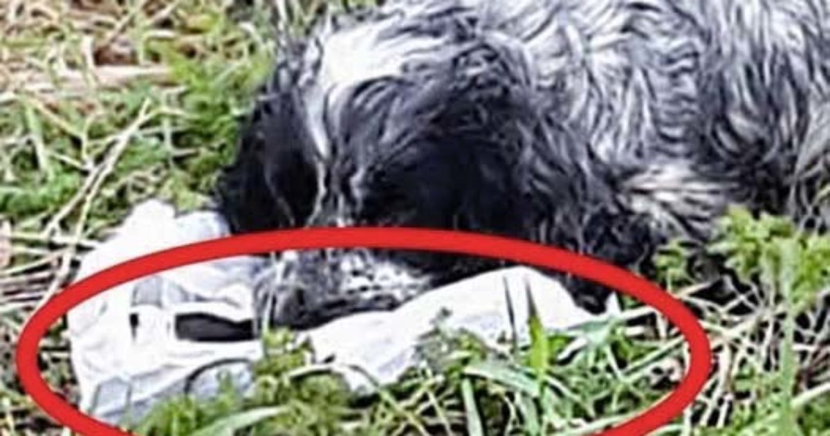 Des motards ont découvert un CHIEN ABANDONNÉ tenant un SAC EN PLASTIQUE dans sa gueule