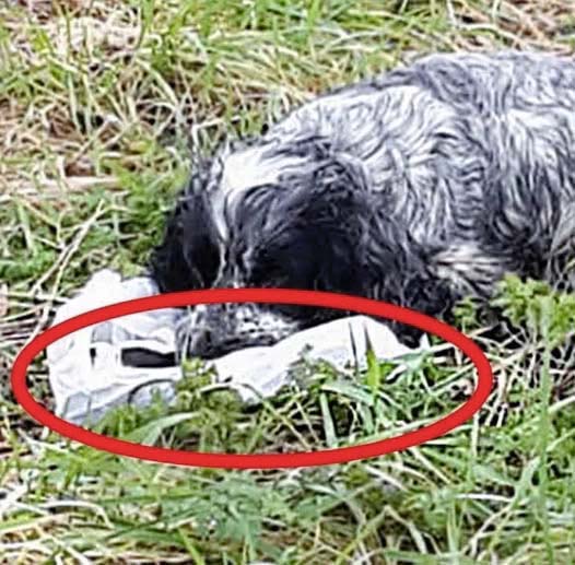 Des motards ont découvert un CHIEN ABANDONNÉ tenant un SAC EN PLASTIQUE dans sa gueule