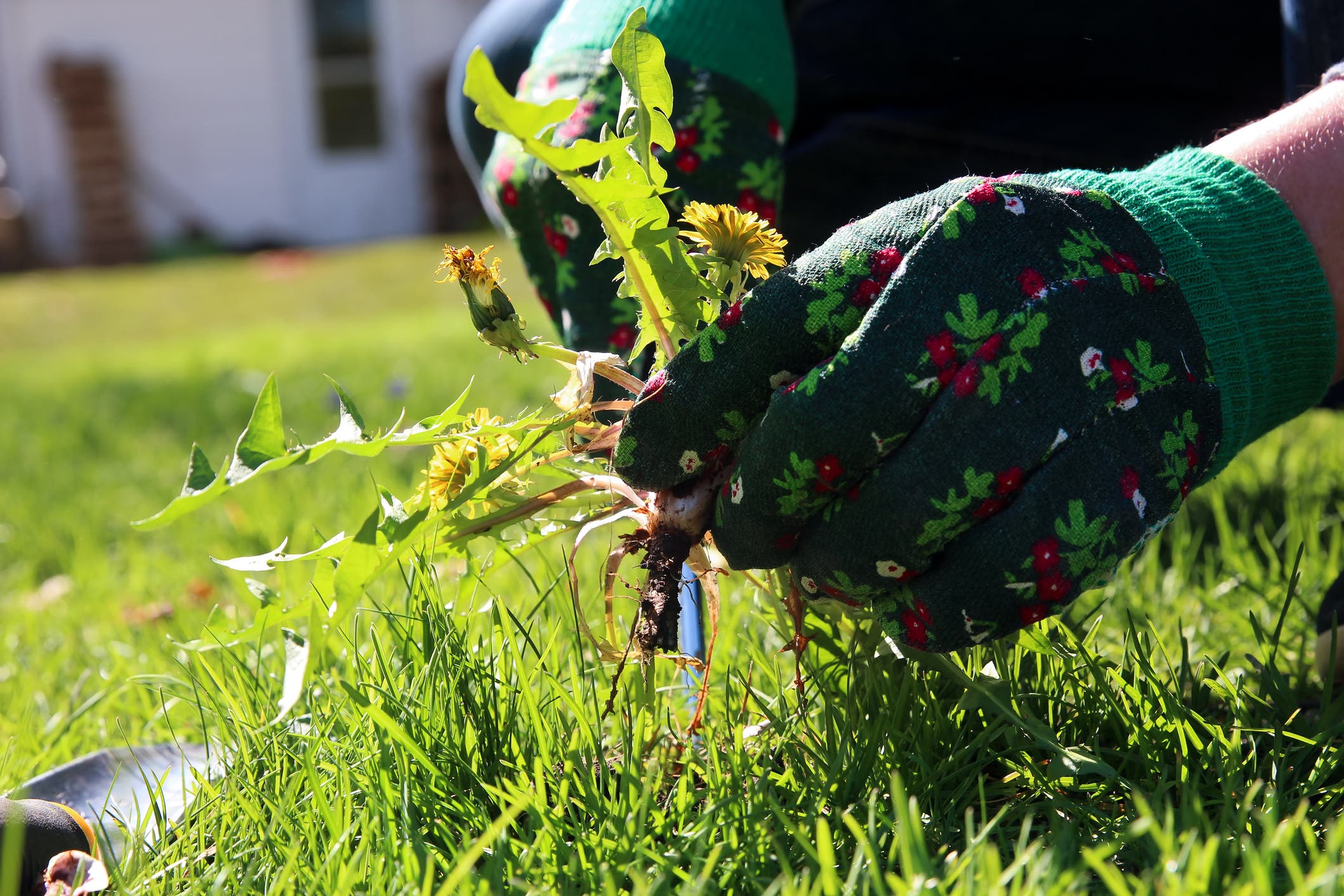 Le désherbage manuel pour se débarrasser des mauvaises plantes. source : bobvila