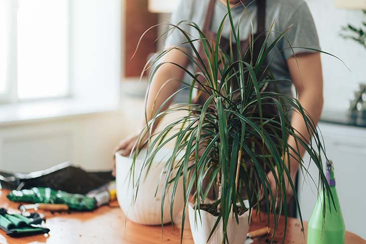 Dracaena en pot 