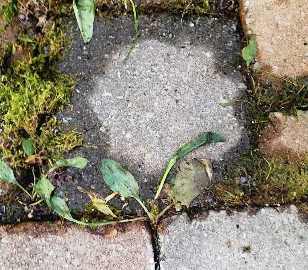 L’eau bouillante pour tuer les mauvaises herbes entre les dalles. source : bobvila