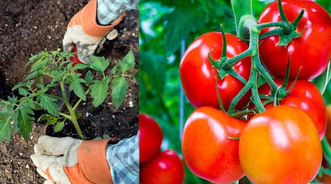 Un engrais naturel pour les tomates 