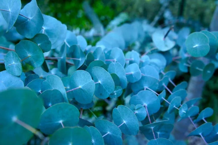 eucalyptus