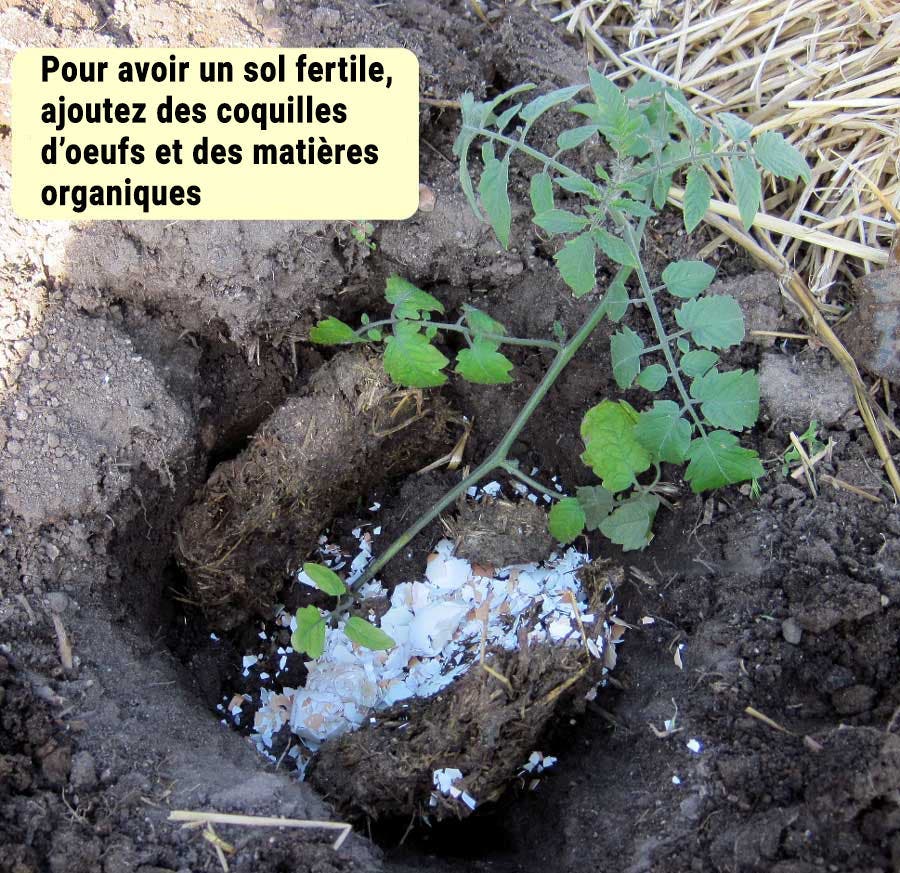 fertilisation des tomates