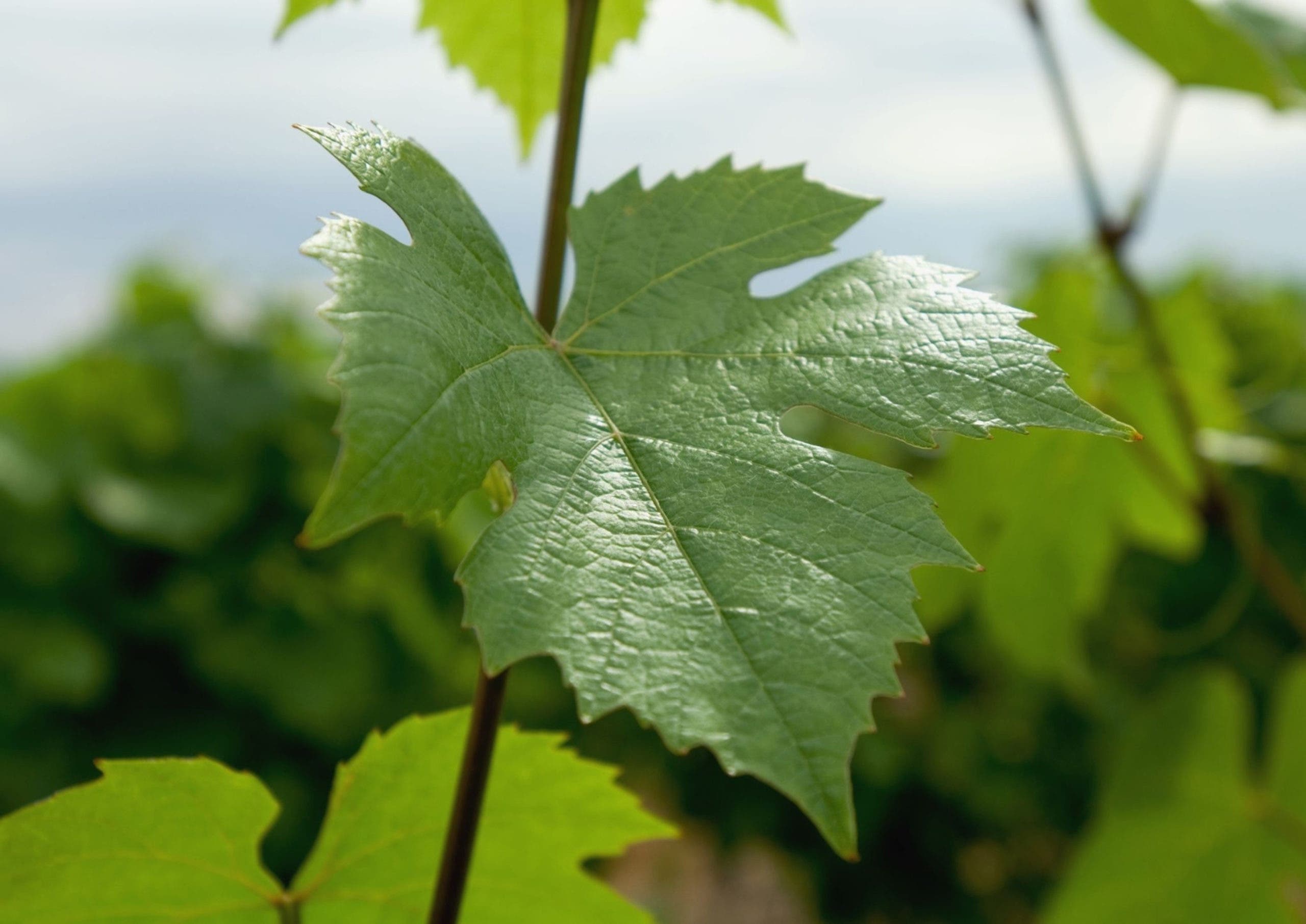 feuilles de vigne