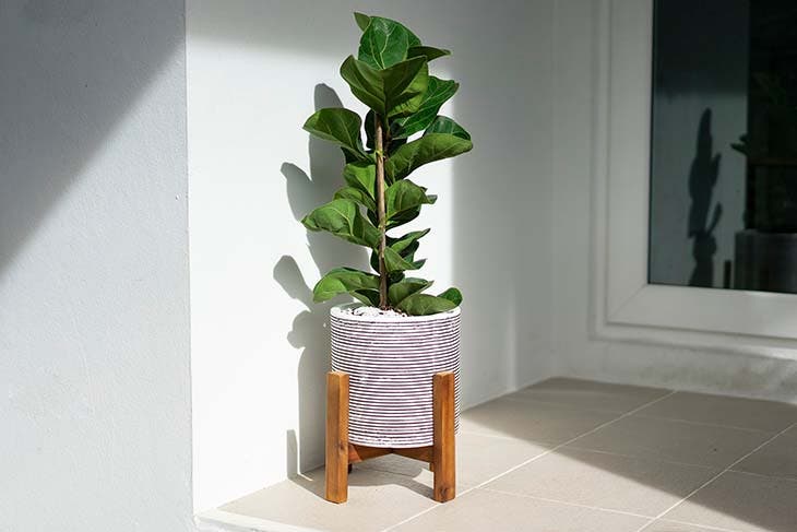 Le ficus en pot dans la maison 