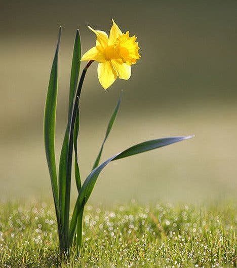 Votre fleur de naissance révèle votre véritable personnalité