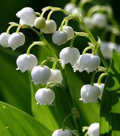 Votre fleur de naissance révèle votre véritable personnalité