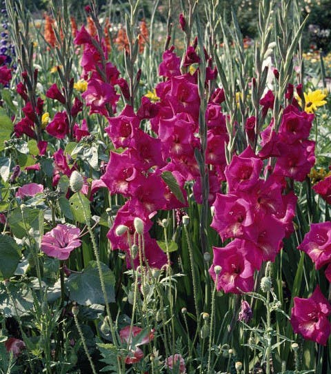 Votre fleur de naissance révèle votre véritable personnalité