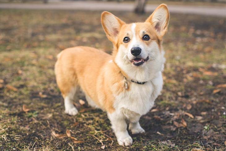 Pembroke welsh corgi 