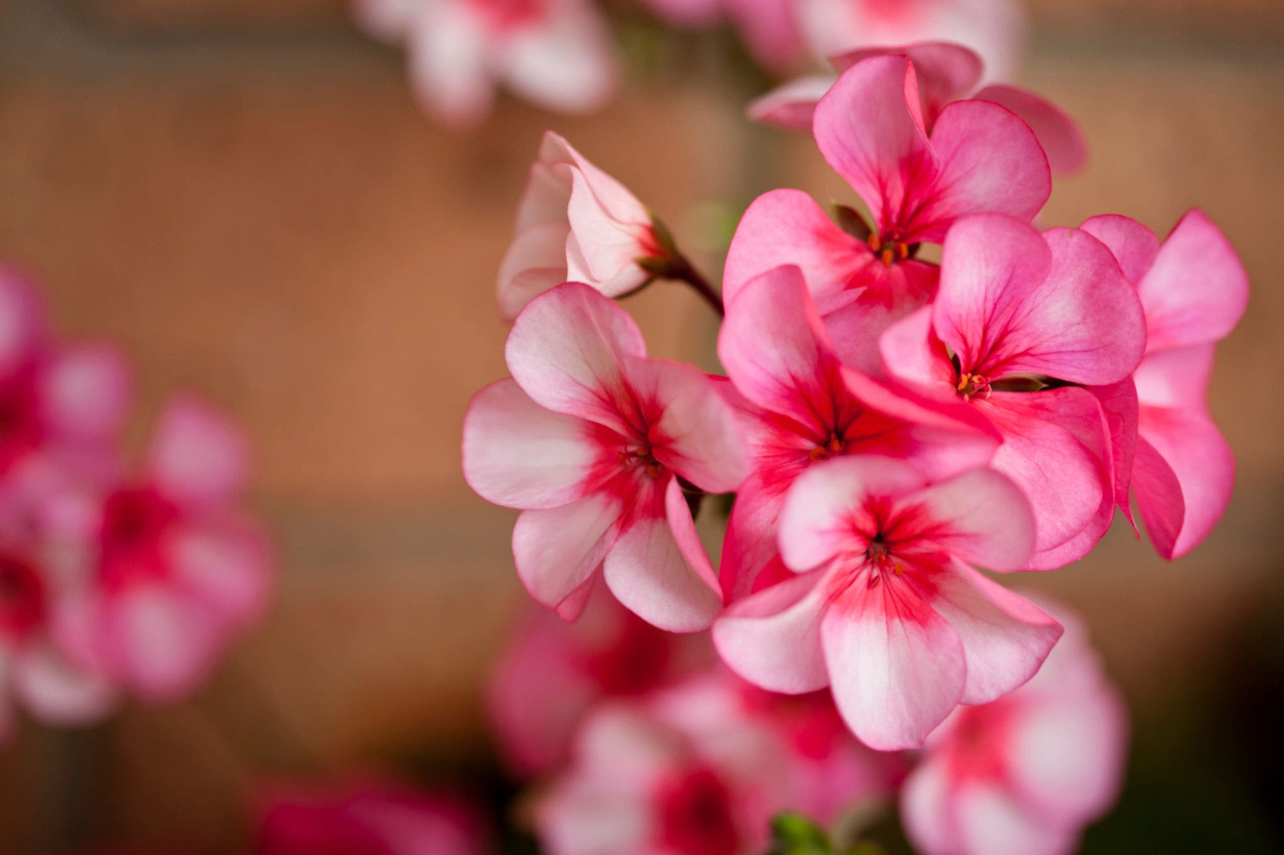 geranium