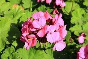 geranium de cap