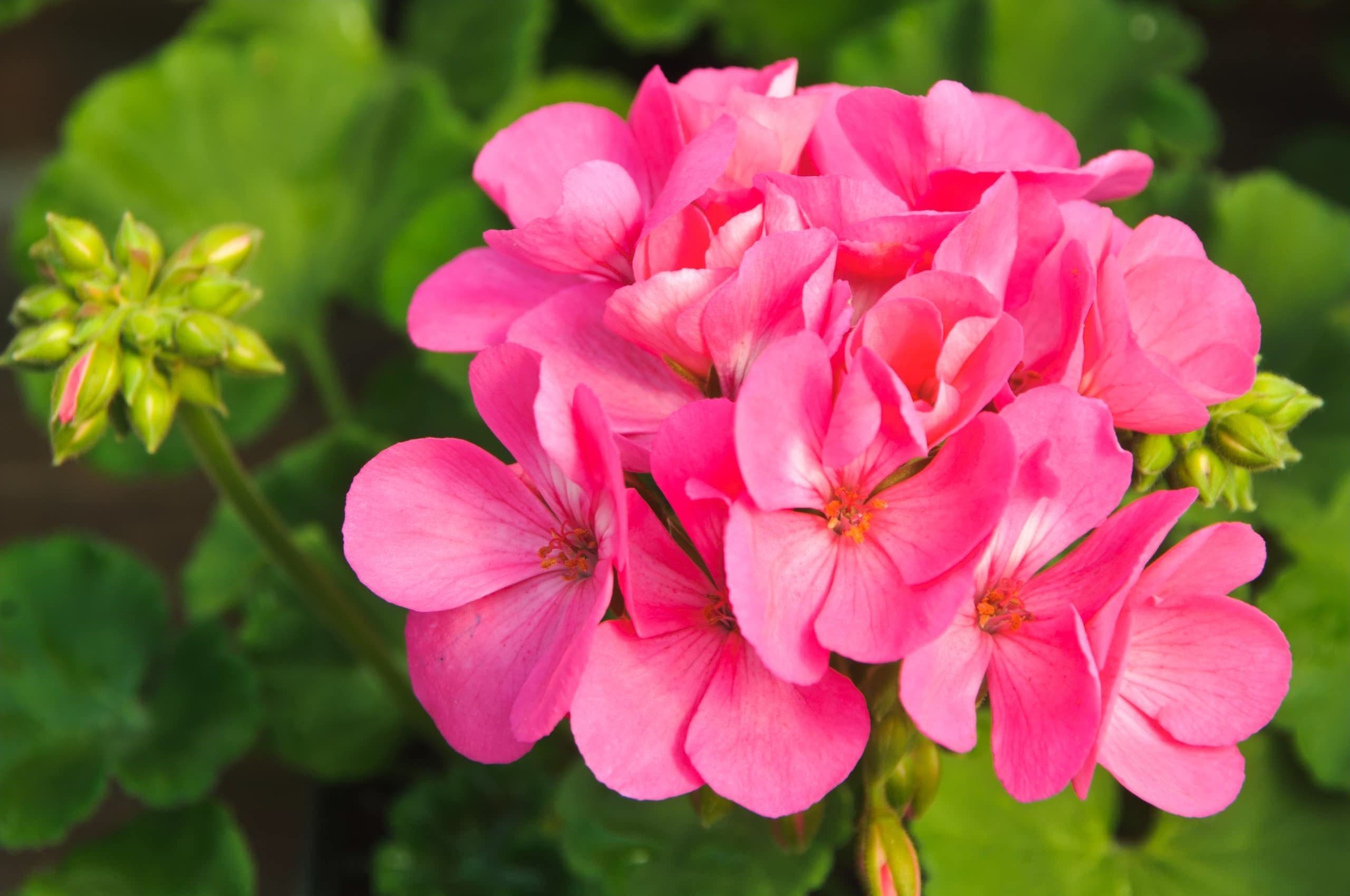 geranium rose