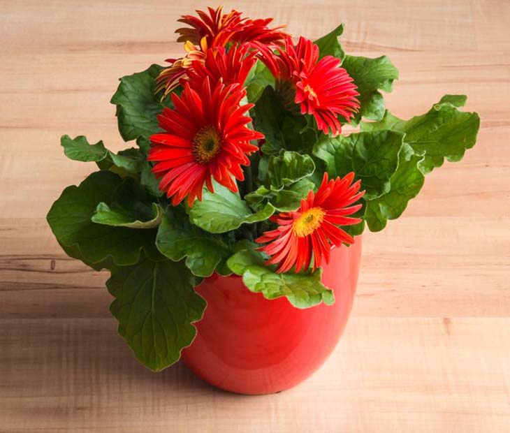 gerbera