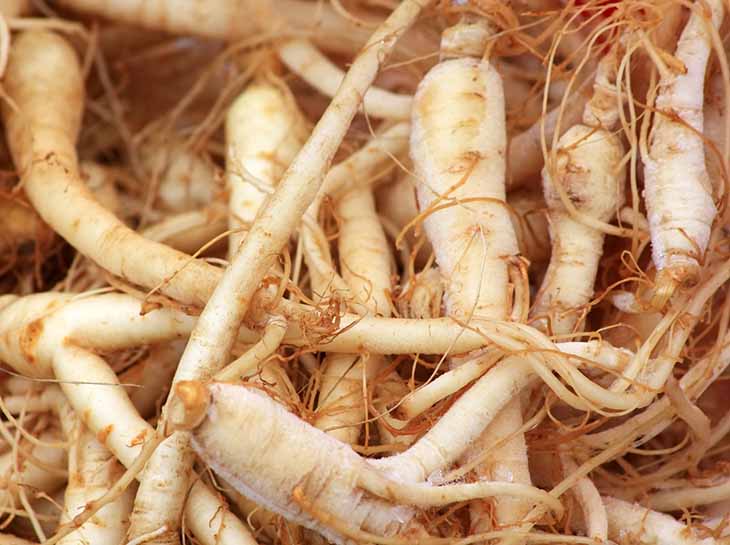 ginseng1