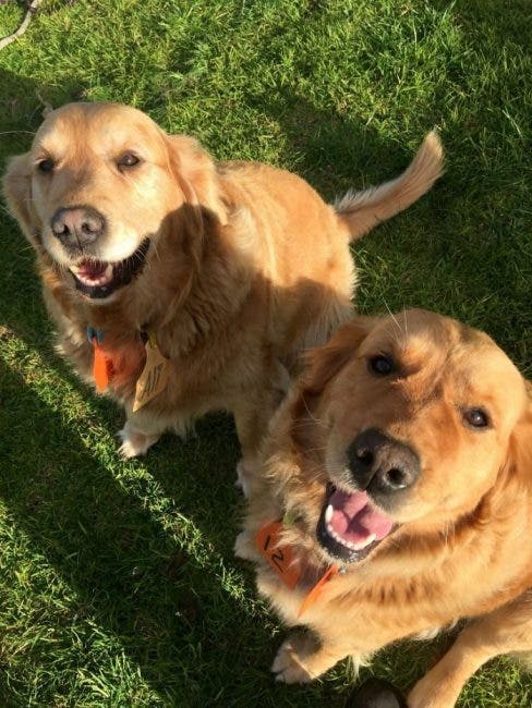 golden retrivers