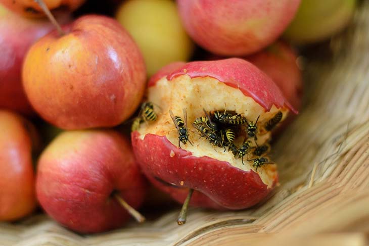 Guêpes sur les fruits sans protection - source : spm