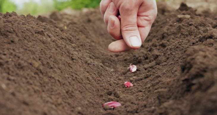 Planter des haricots