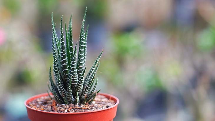 L’haworthia 