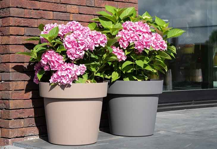 Hortensia en pot 