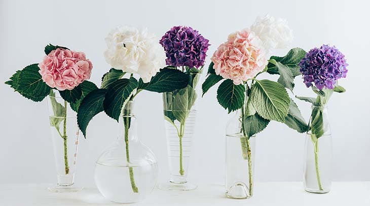 Hortensia dans un vase 