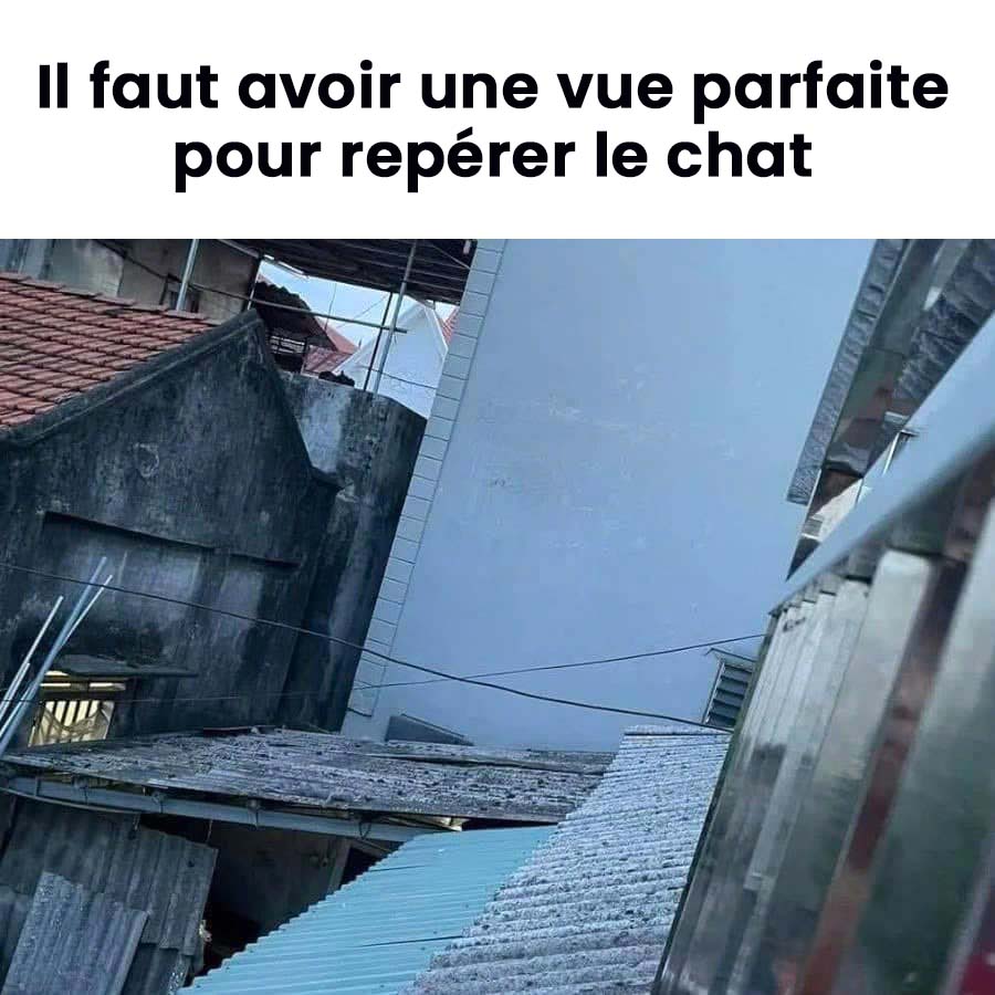 Il faut avoir un œil perçant pour repérer le chat