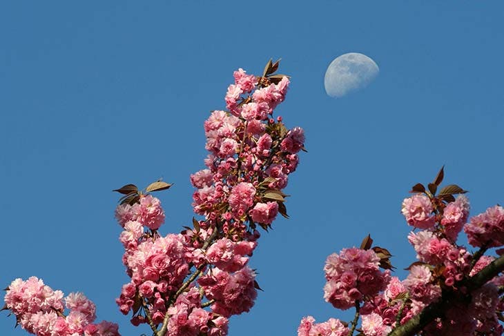 L’influence de la lune sur le jardin - source : spm