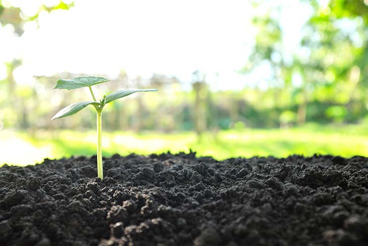 Jeune plant de concombre - source : spm