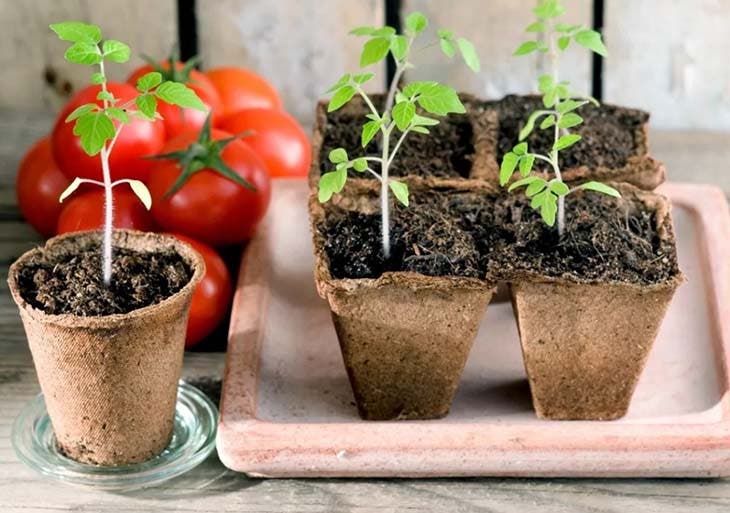 Jeunes plants de tomates - source : spm