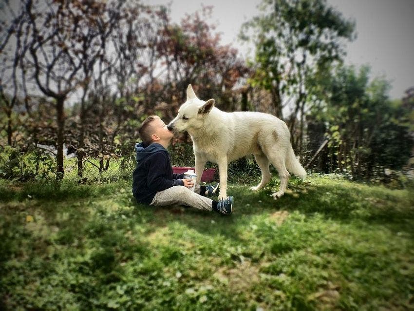 Perdre un chien peut être aussi difficile que perdre un être cher d’après des études