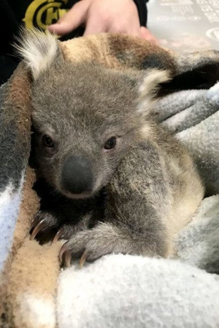 koala