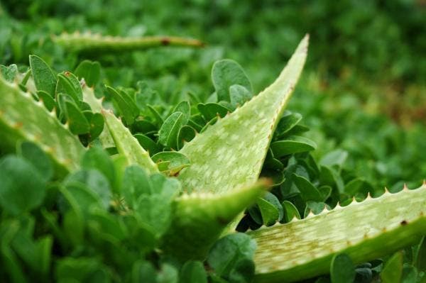 alternatives naturelles à L’Oméprazole