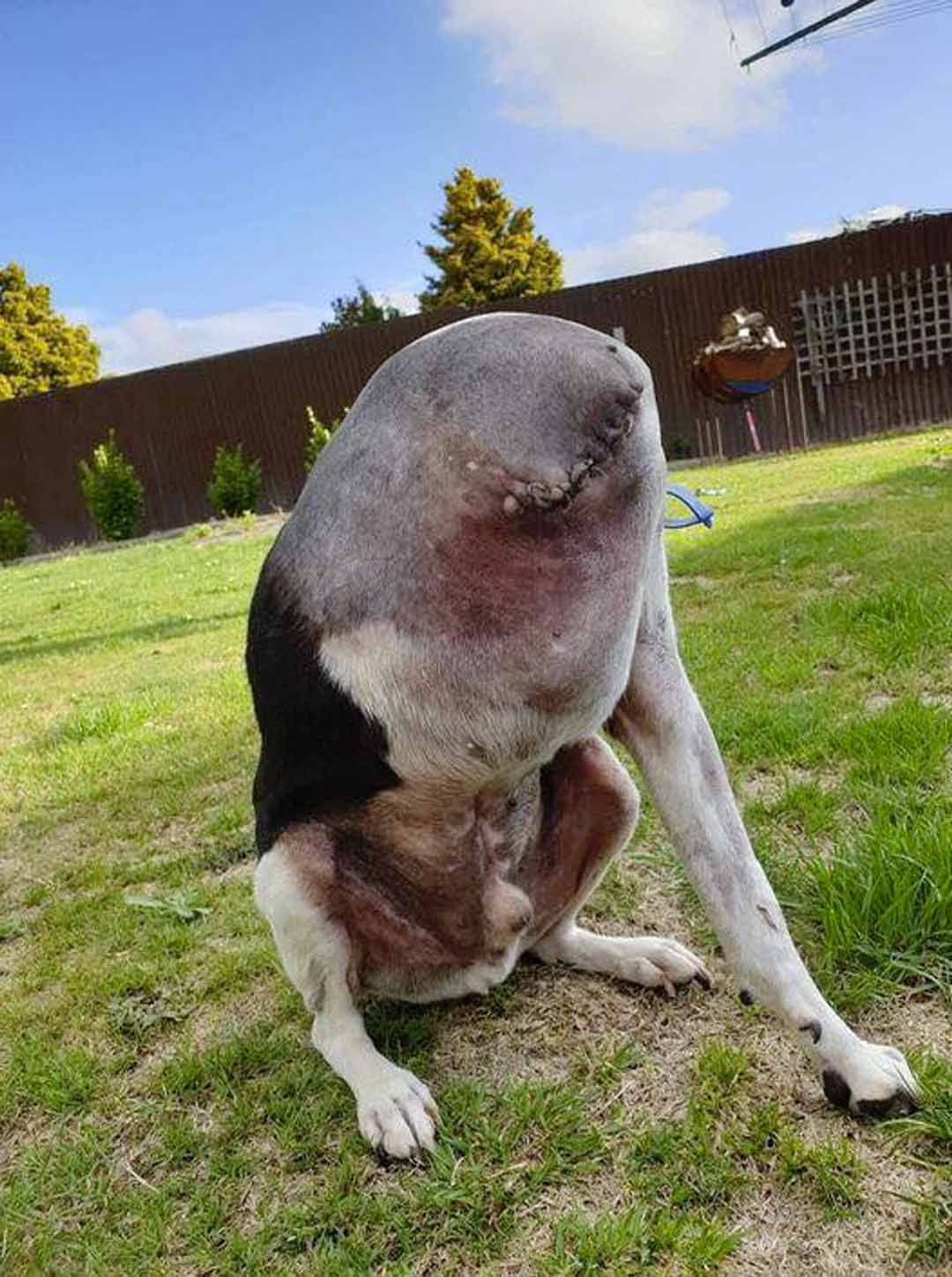 Les internautes ne comprennent pas cette photo d’un chien « sans tête »