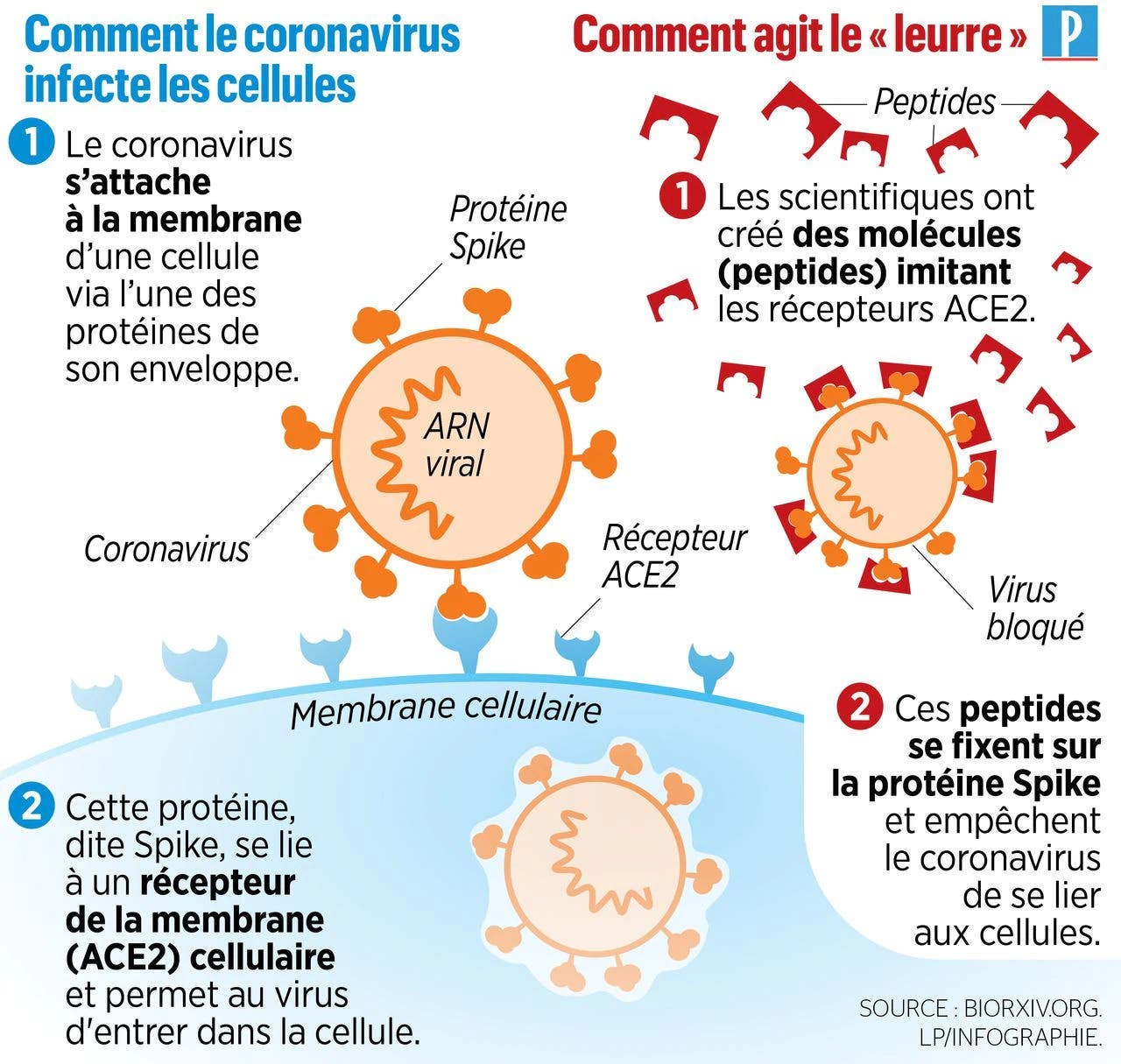 leurre coronavirus