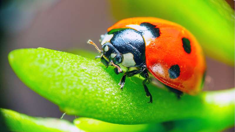 Voici l’insecte spirituel de chaque signe du zodiaque et ce qu’il dit de votre personnalité