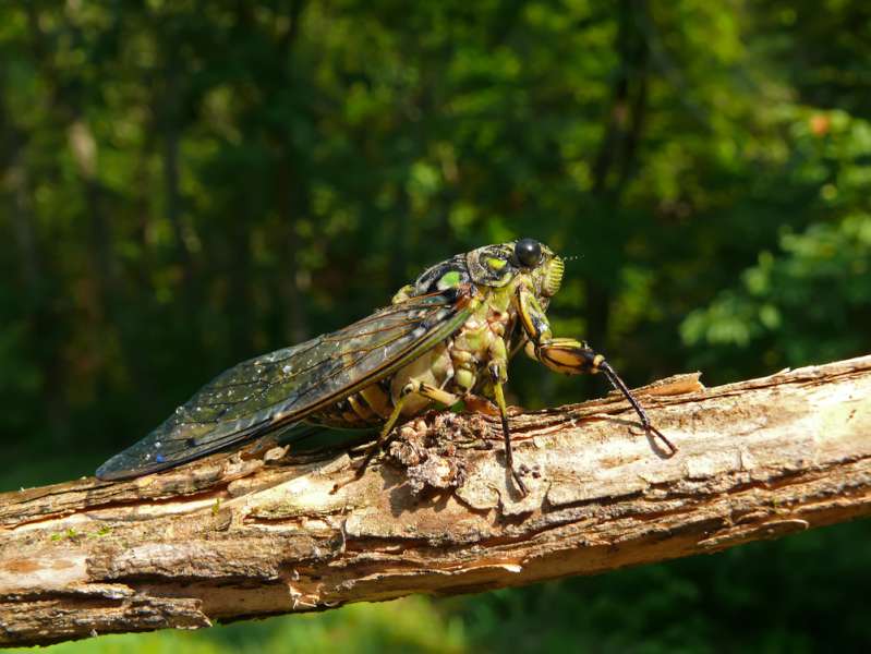 Voici l’insecte spirituel de chaque signe du zodiaque et ce qu’il dit de votre personnalité