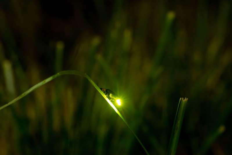 Voici l’insecte spirituel de chaque signe du zodiaque et ce qu’il dit de votre personnalité