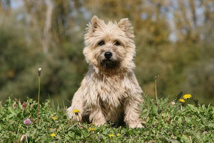 Cairn terrier 