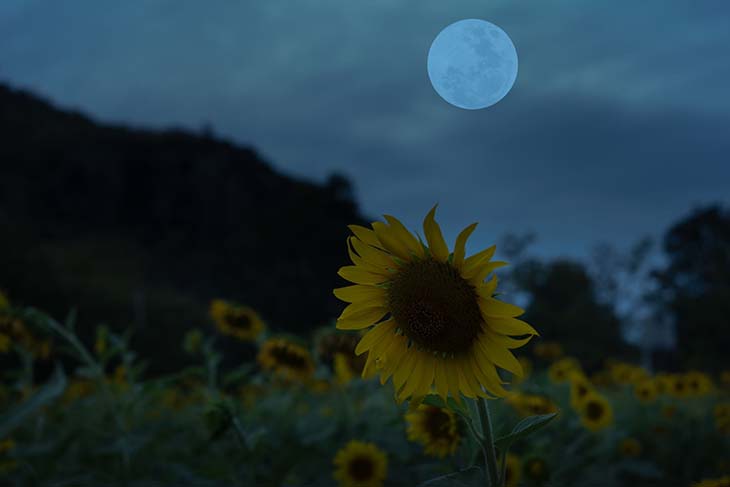 La lune sur le ciel avec des tournesols la nuit - source : spm